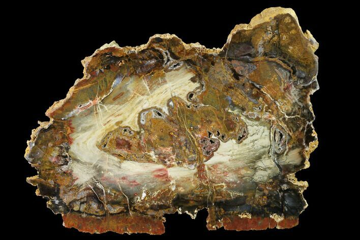 Colorful, Hubbard Basin Petrified Wood Slab #141077